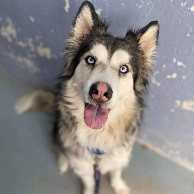 An adult large-sized male Gray / Blue / Silver Husky dog named Milo for adoption in Kyle, TX