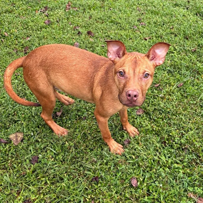 A baby medium-sized female Yellow / Tan / Blond / Fawn Pit Bull Terrier dog named Daphne for adoption in Valdosta, GA