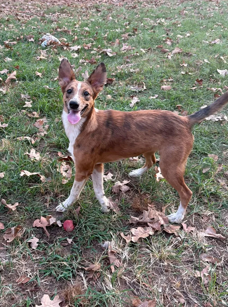 An adult small-sized female Collie dog named Clara for adoption in Bothell, WA