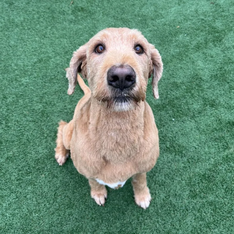 Maggie