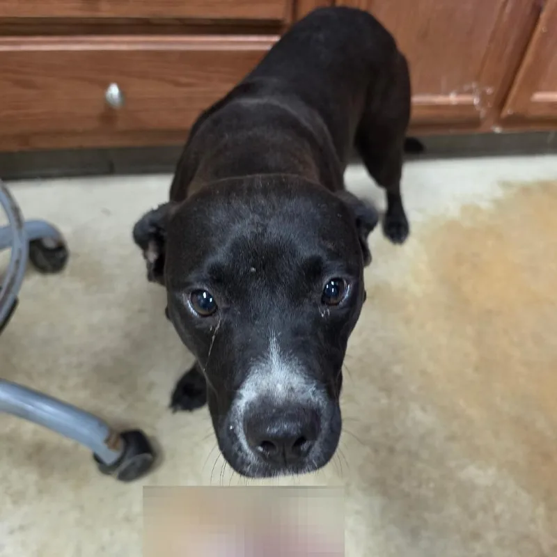A young medium-sized female Black Labrador Retriever dog named Armada U for adoption in Tupelo, MS