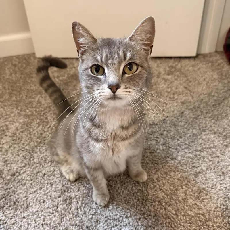 An adult medium-sized female Gray / Blue / Silver Domestic Short Hair cat named Sprite for adoption in Huntsville, AL