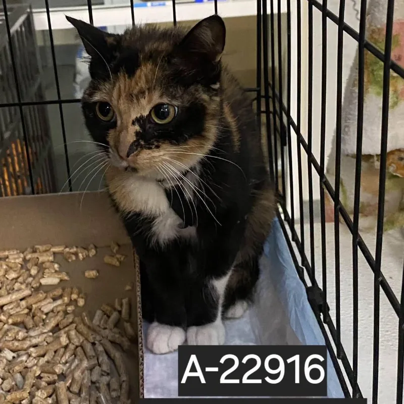 A young small-sized female Tortoiseshell Domestic Short Hair cat named Bella Donna for adoption in Westminster, CA