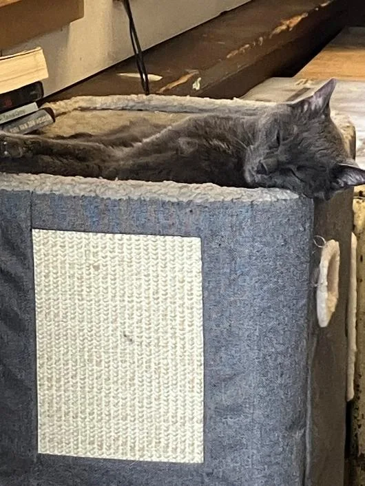 An adult medium-sized female Gray / Blue / Silver Russian Blue cat named Pencil for adoption in Philadelphia, PA