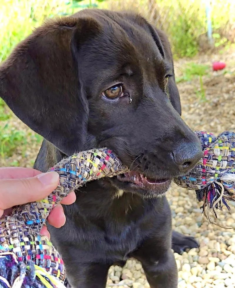 A baby large-sized female Labrador Retriever dog named Ruffles for adoption in Estherville, IA