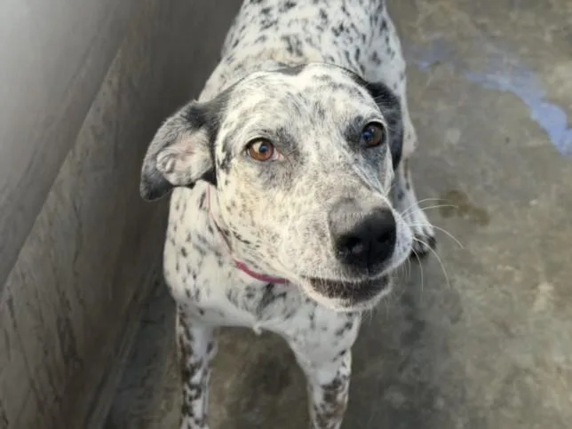 An adult medium-sized female Dalmatian dog named Colleen for adoption in Los Angeles, CA