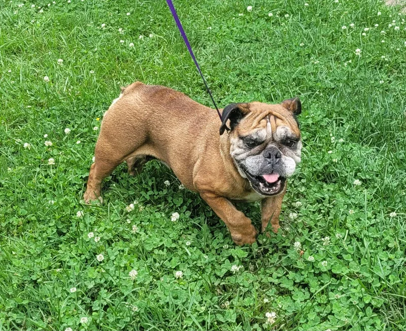 A senior medium-sized female Red / Chestnut / Orange English Bulldog dog named Daisy for adoption in Catlettsburg, KY
