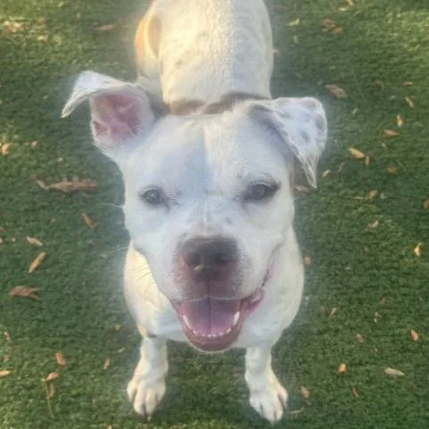 An adult medium-sized female Brown / Chocolate Pit Bull Terrier dog named Bean for adoption in Indianapolis, IN