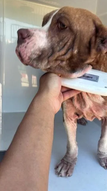 A young medium-sized female Basset Hound dog named A for adoption in Houston, TX