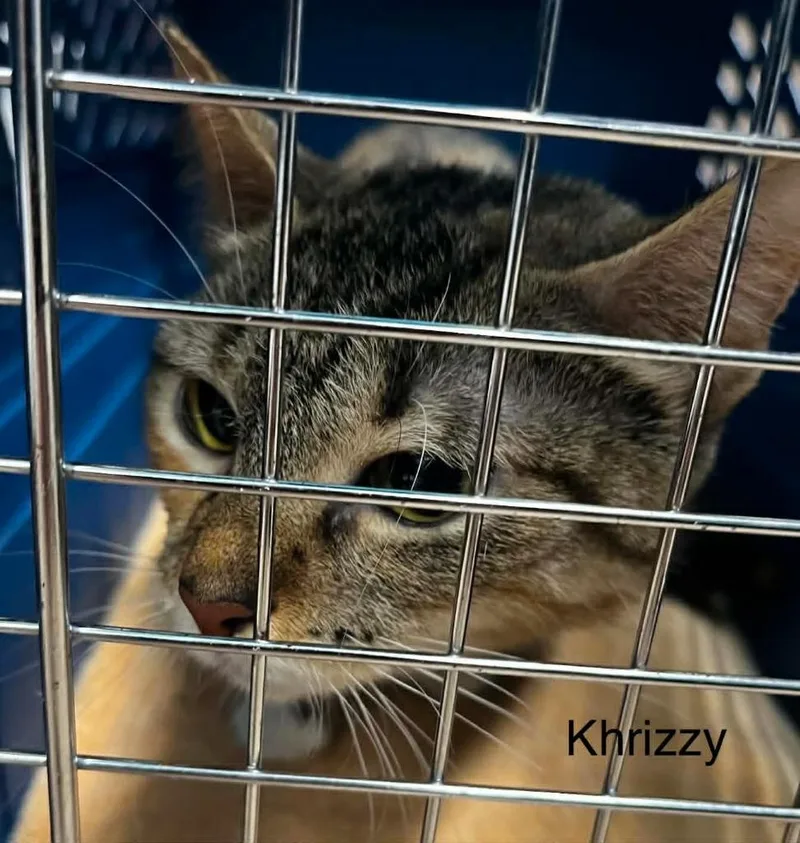 A young small-sized female Domestic Short Hair cat named Krizzy for adoption in Utica, MI