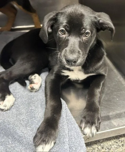 A young medium-sized female Rottweiler dog named Frankie  weeks Female for adoption in Sterling, MA