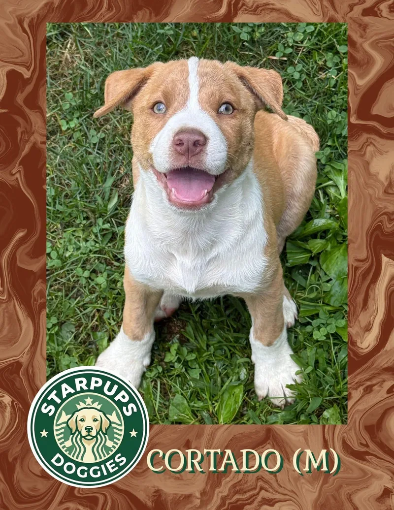 A baby medium-sized male Yellow / Tan / Blond / Fawn Shepherd dog named Cortado for adoption in Lewis Center, OH