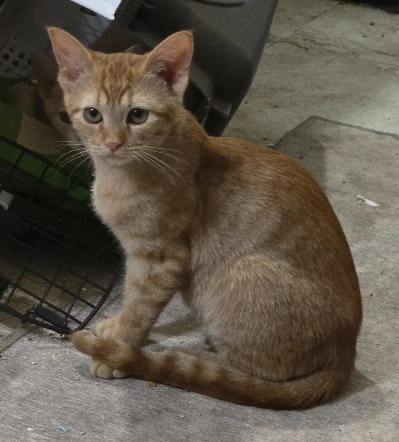 A baby medium-sized female Domestic Short Hair cat named Shelby for adoption in Evans, GA