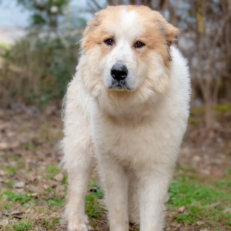 An adult large-sized male Great Pyrenees dog named Riley for adoption in Nashville, TN