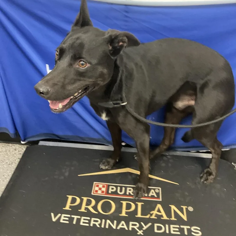 An adult medium-sized male Shepherd dog named Sheldon for adoption in Henderson, NV