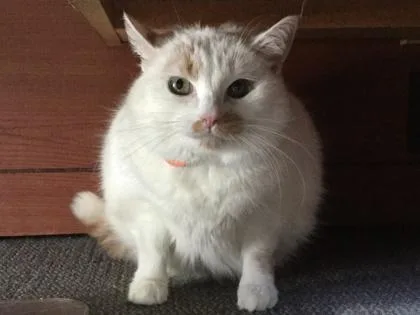 An adult small-sized female Domestic Medium Hair cat named Pearl for adoption in Woodbury, MN