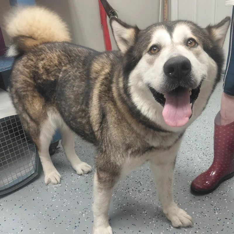 An adult large-sized female Alaskan Malamute dog named Alaska for adoption in New Tazewell, TN