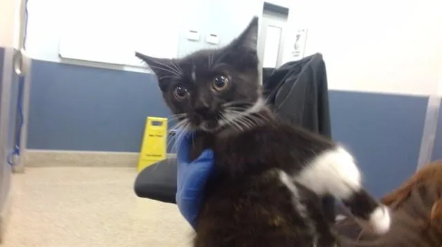 A baby small-sized male Domestic Short Hair cat named Ranch for adoption in Miami, FL