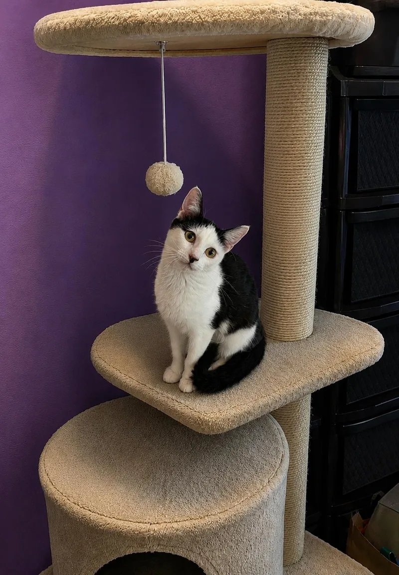 A young medium-sized female Black & White / Tuxedo Domestic Short Hair cat named White Claw for adoption in Belchertown, MA