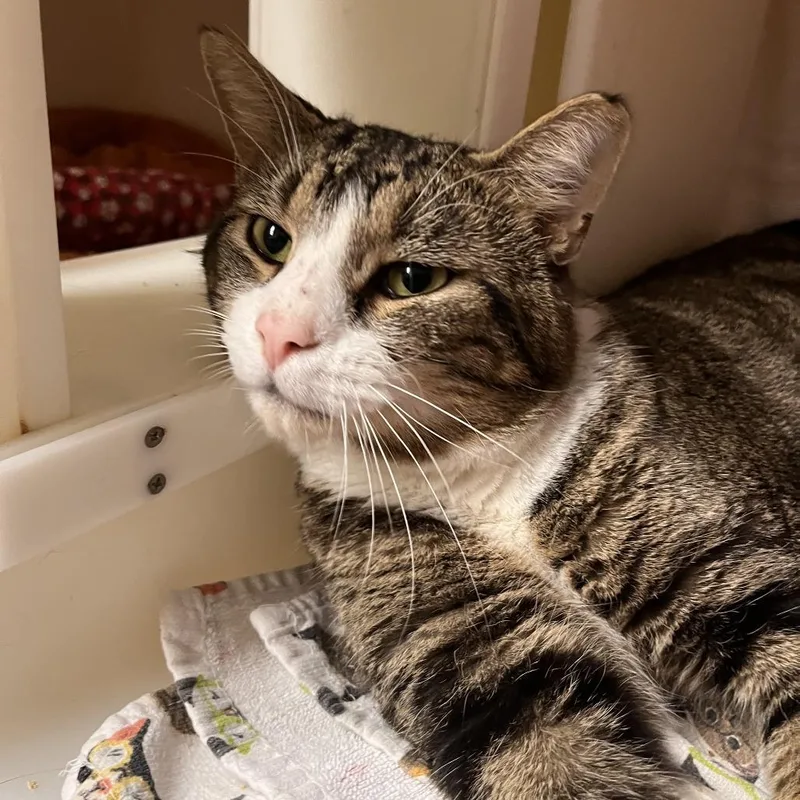 An adult large-sized male Brown / Chocolate Domestic Short Hair cat named McDonald for adoption in Salisbury, MA