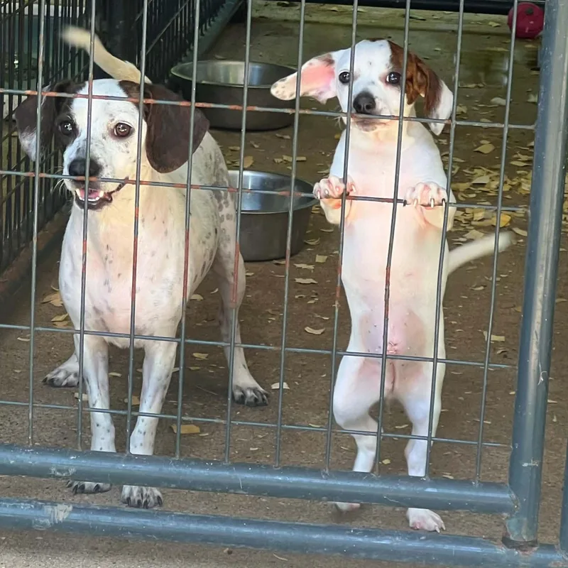 A baby small-sized female White / Cream Beagle dog named Cinnamon for adoption in Madisonville, TX
