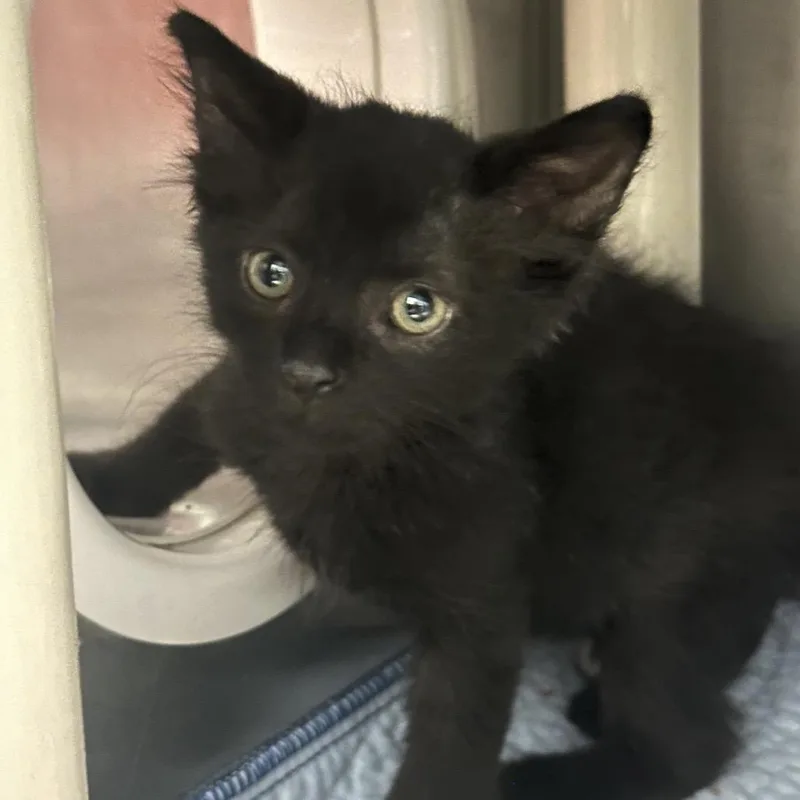 A baby small-sized male Black Domestic Short Hair cat named Jaguar for adoption in Murray, UT