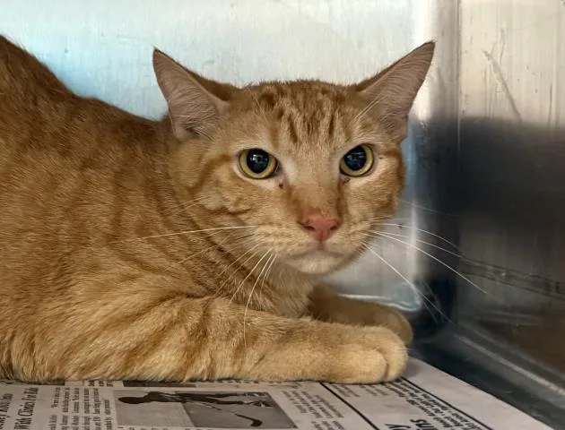 A young medium-sized male Domestic Short Hair cat named Crush for adoption in Pensacola, FL