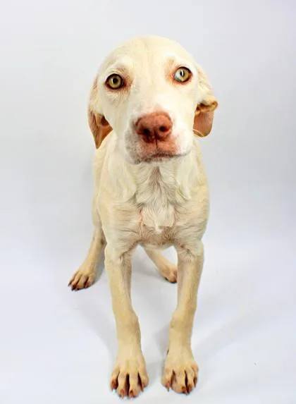 A baby large-sized female Brittany Spaniel dog named Trix for adoption in Morton Grove, IL