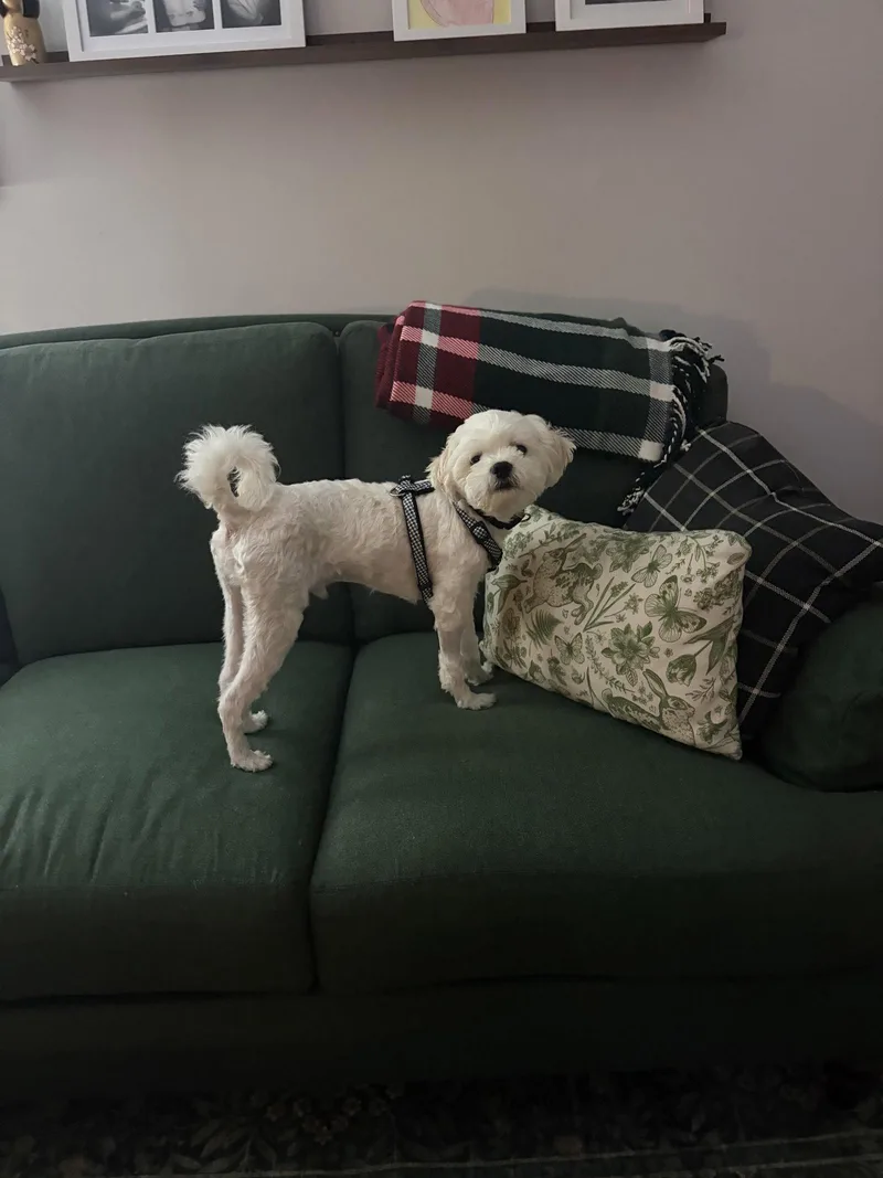 An adult medium-sized male Shih Tzu dog named Deuce for adoption in Lancaster, PA