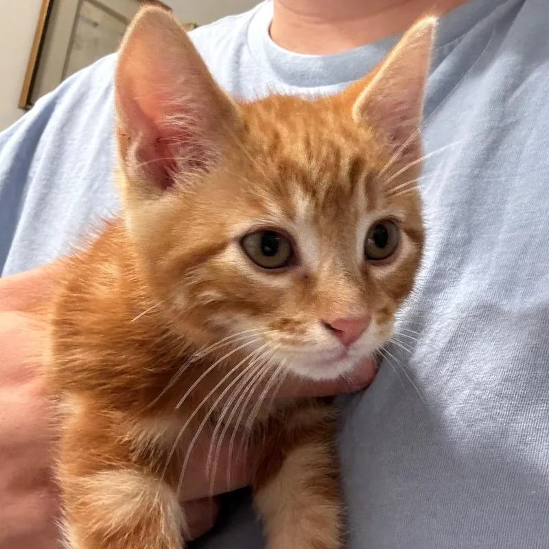 A baby small-sized male Orange / Red Domestic Short Hair cat named Billy for adoption in Inwood, WV