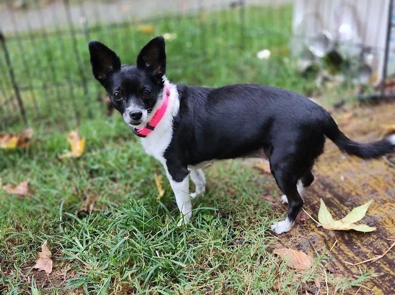 A senior small-sized female Black Chihuahua dog named Sasha for adoption in Burlington, NC