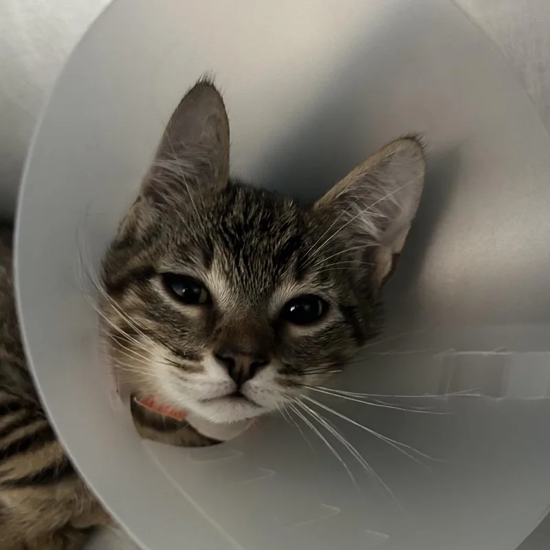 A baby small-sized male Brown / Chocolate Domestic Short Hair cat named Chex for adoption in Leander, TX