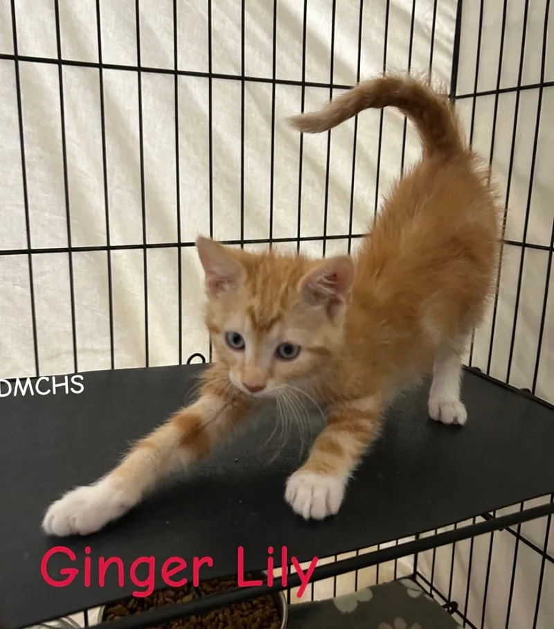 Ginger Lily