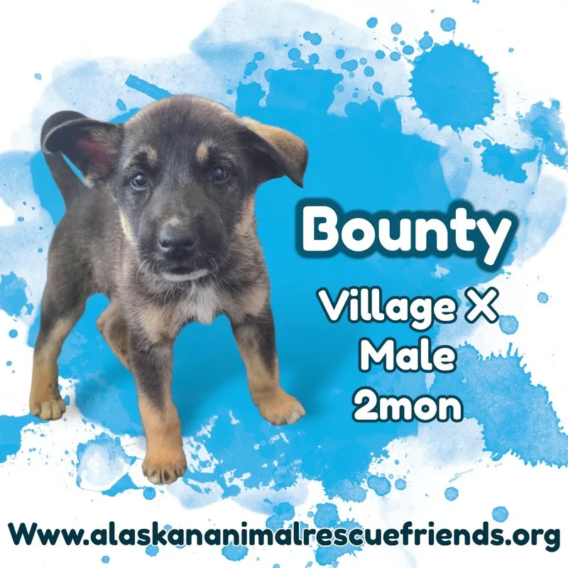 A baby medium-sized male Husky dog named Bounty for adoption in Anchorage, AK