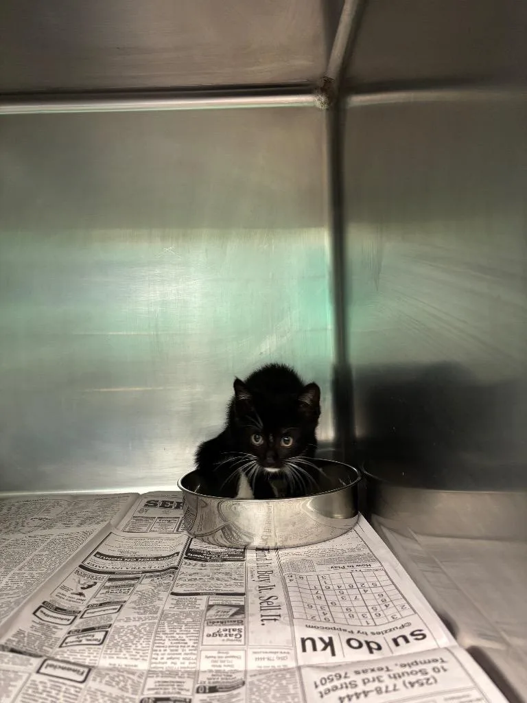 A baby small-sized male Domestic Short Hair cat named Morris for adoption in Belton, TX