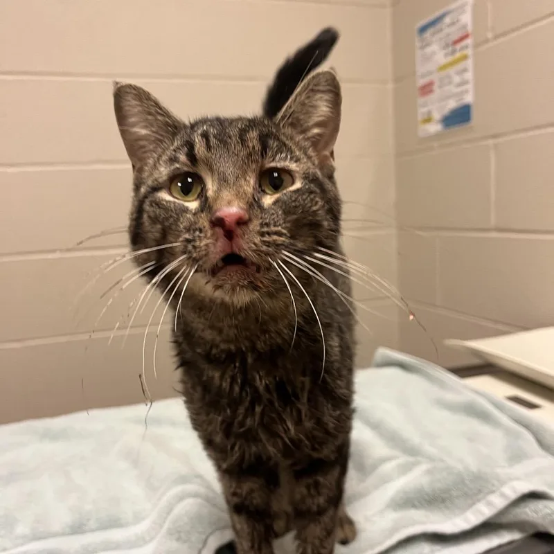 An adult medium-sized male Brown / Chocolate Domestic Short Hair cat named Ringo for adoption in Bristol, IN