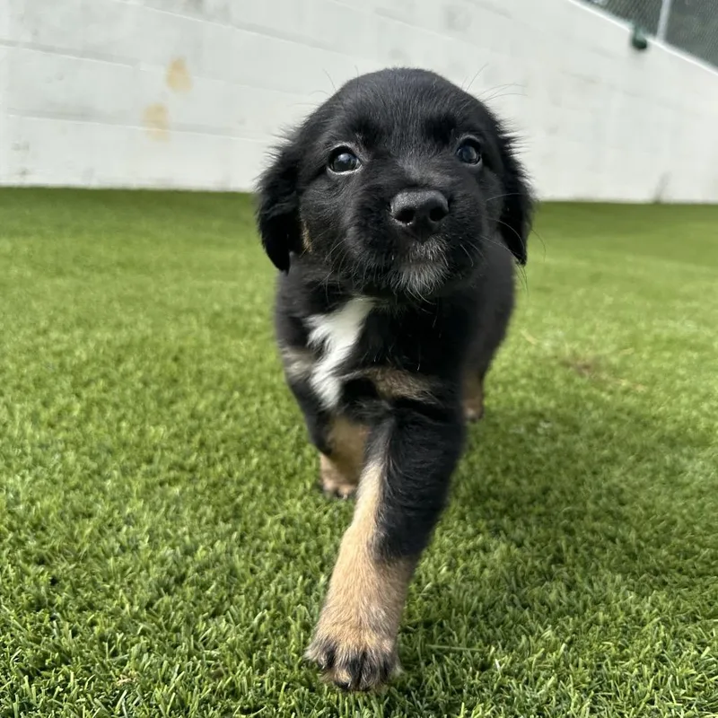A baby medium-sized male Black Mixed Breed dog named Vincent for adoption in LOXAHATCHEE, FL