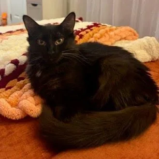 A young medium-sized female Domestic Medium Hair cat named Domino for adoption in Oswego, NY