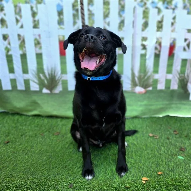A young medium-sized male Labrador Retriever dog named Cobi for adoption in Long Beach, CA