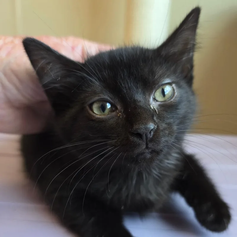 A baby small-sized male Black Domestic Short Hair cat named Snuggle for adoption in Madisonville, TN
