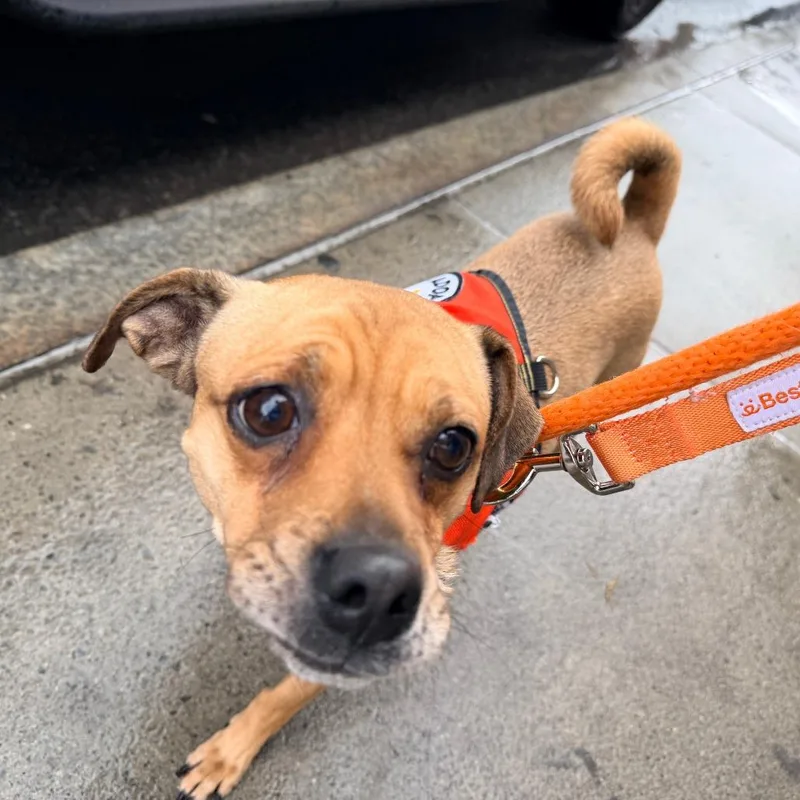 Penelope thumbnail 2