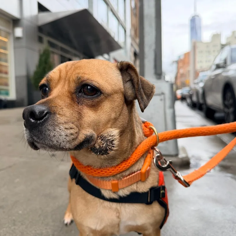 Penelope thumbnail 3