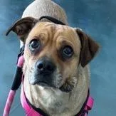 Penelope thumbnail 4