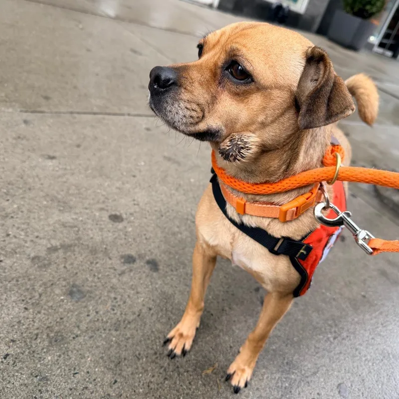 Penelope thumbnail 5