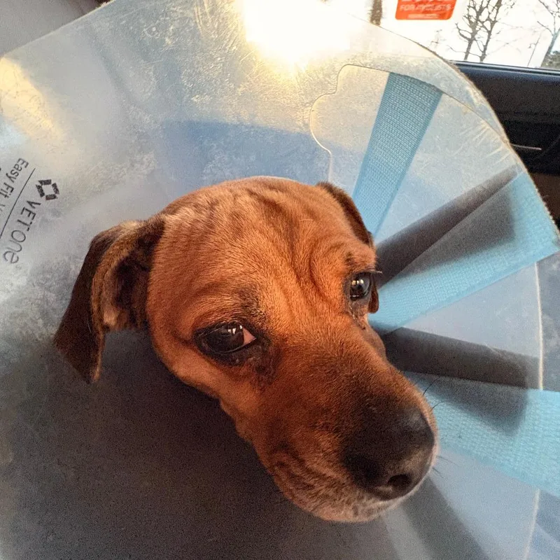 Penelope thumbnail 6