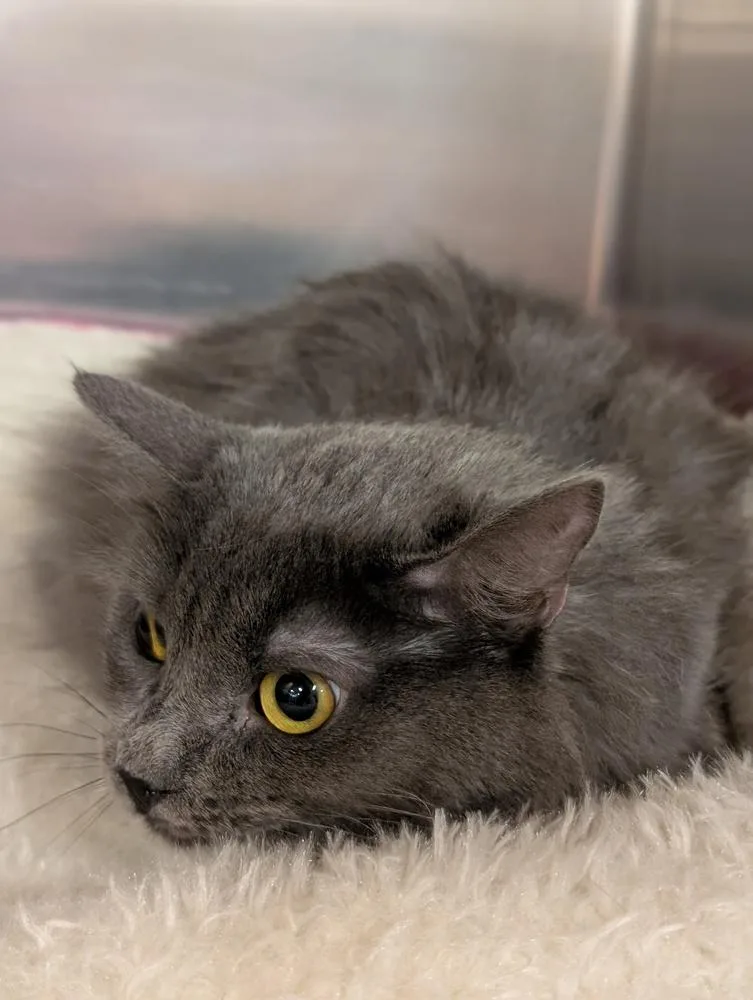 An adult large-sized female Gray / Blue / Silver Domestic Long Hair cat named Smaug for adoption in Tucson, AZ