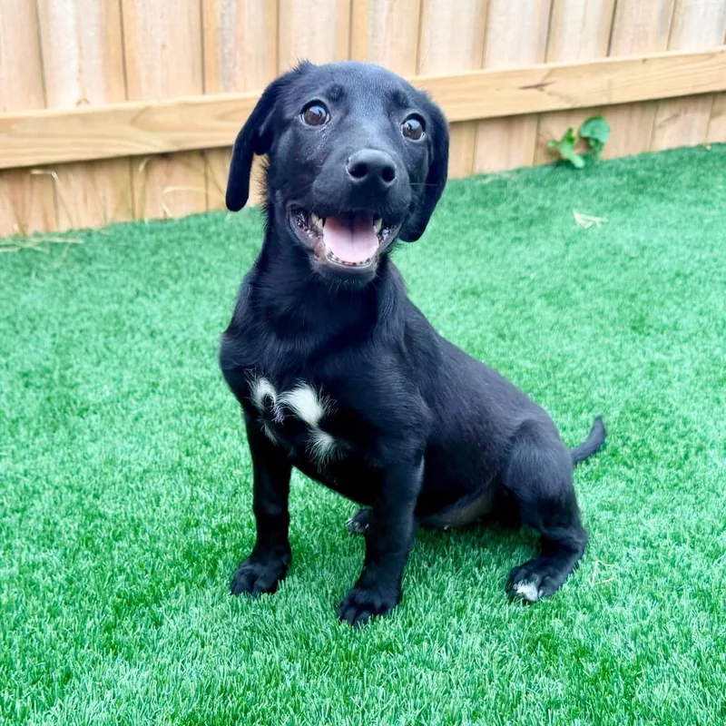 A baby medium-sized female Shepherd dog named Jane for adoption in La Grange, KY