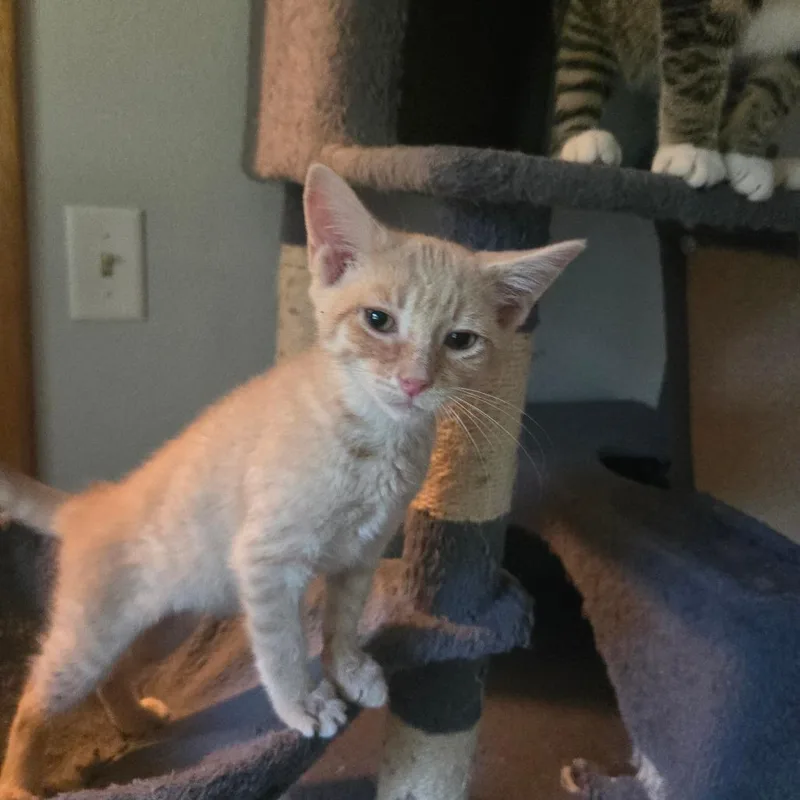 A baby small-sized male Buff / Tan / Fawn Domestic Medium Hair cat named Macaroni for adoption in Lima, OH