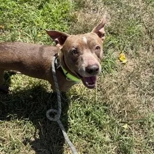 An adult medium-sized male Mixed Breed dog named Derek for adoption in Worcester, MA
