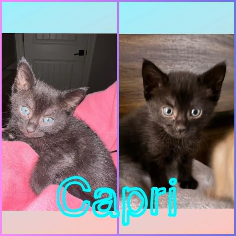 Capri